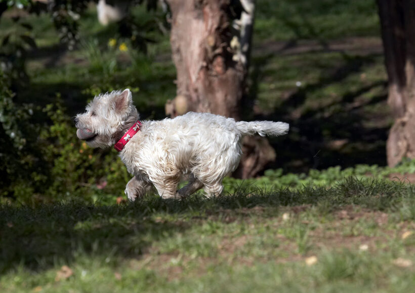 Animal, Animals, Ball, Canine, Canines, Dog, Dogs, Land Mammal, Land Mammals, Milly, Play, Playing, Playtime, Run, Running, Terrestrial Mammal, Terrestrial Mammals, Terriers, West Highland Terrier