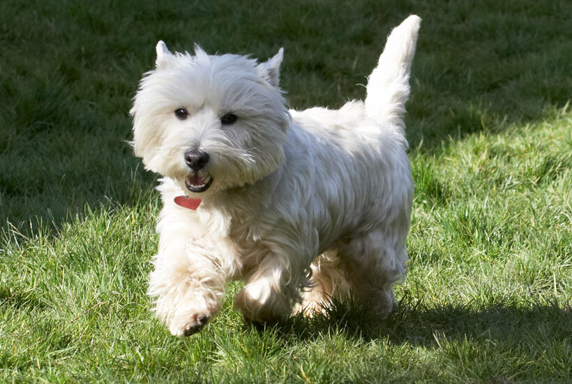 Animal, Animals, Canine, Canines, Dog, Dogs, Land Mammal, Land Mammals, Milly, Play, Playing, Playtime, Terrestrial Mammal, Terrestrial Mammals, Terriers, West Highland Terrier