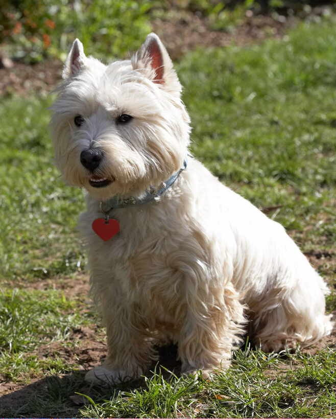 Animal, Animals, Canine, Canines, Dog, Dogs, Harvey, Land Mammal, Land Mammals, Play, Playing, Playtime, Sit, Sitting, Terrestrial Mammal, Terrestrial Mammals, Terriers, West Highland Terrier