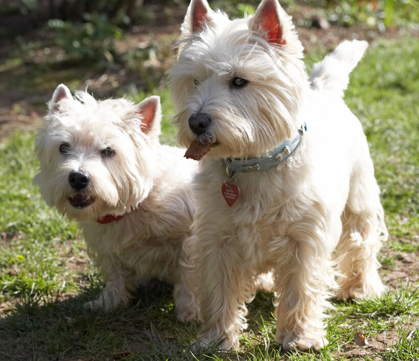 Animal, Animals, Canine, Canines, Dog, Dogs, Harvey, Land Mammal, Land Mammals, Milly, Play, Playing, Playtime, Terrestrial Mammal, Terrestrial Mammals, Terriers, West Highland Terrier