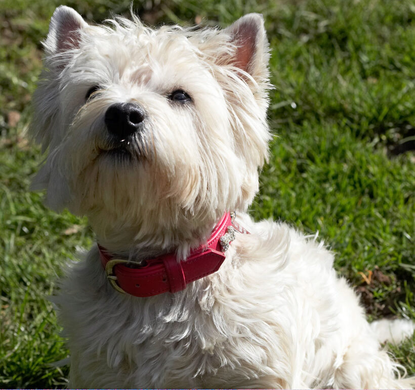 Animal, Animals, Canine, Canines, Dog, Dogs, Land Mammal, Land Mammals, Milly, Play, Playing, Playtime, Terrestrial Mammal, Terrestrial Mammals, Terriers, West Highland Terrier