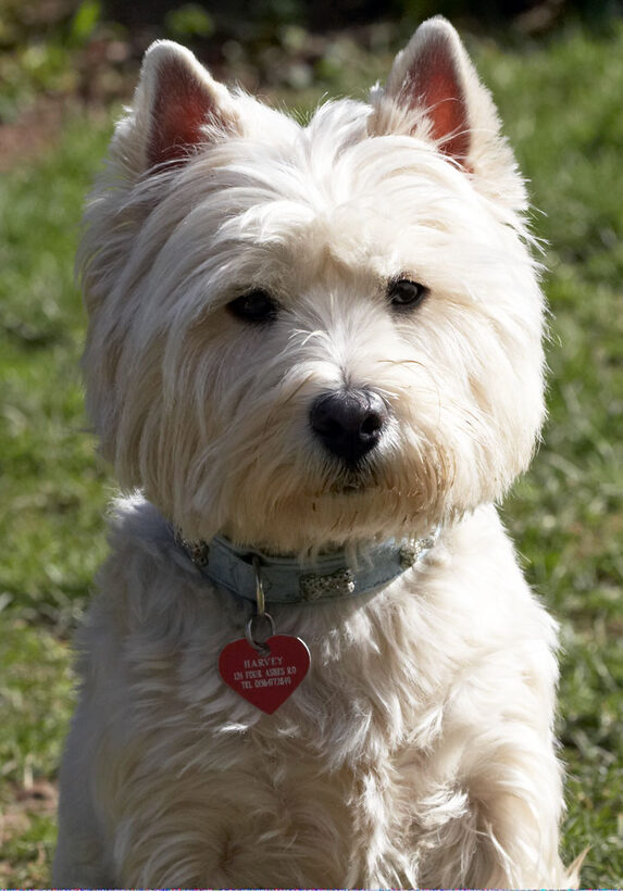 Animal, Animals, Canine, Canines, Dog, Dogs, Harvey, Land Mammal, Land Mammals, Play, Playing, Playtime, Terrestrial Mammal, Terrestrial Mammals, Terriers, West Highland Terrier