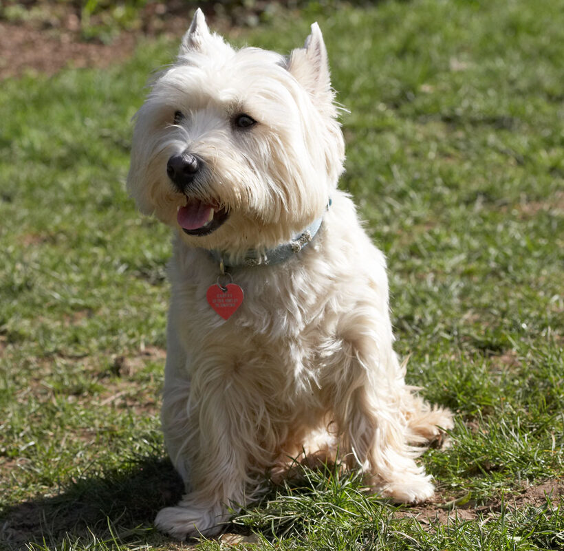 Playing, Playtime, Sit, Sitting, Smile, Smiling, Terrestrial Mammal, Terrestrial Mammals, Terriers, Tongue, West Highland Terrier, Animal, Animals, Canine, Canines, Dog, Dogs, Harvey, Land Mammal, Land Mammals, Play