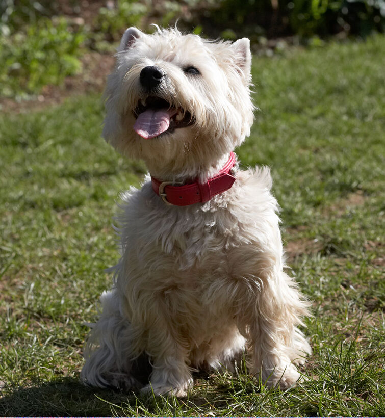 Animal, Animals, Canine, Canines, Dog, Dogs, Land Mammal, Land Mammals, Milly, Play, Playing, Playtime, Sit, Sitting, Terrestrial Mammal, Terrestrial Mammals, Terriers, Tongue, West Highland Terrier