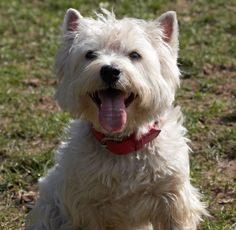 Animal, Animals, Canine, Canines, Dog, Dogs, Land Mammal, Land Mammals, Milly, Play, Playing, Playtime, Smile, Smiling, Terrestrial Mammal, Terrestrial Mammals, Terriers, Tongue, West Highland Terrier