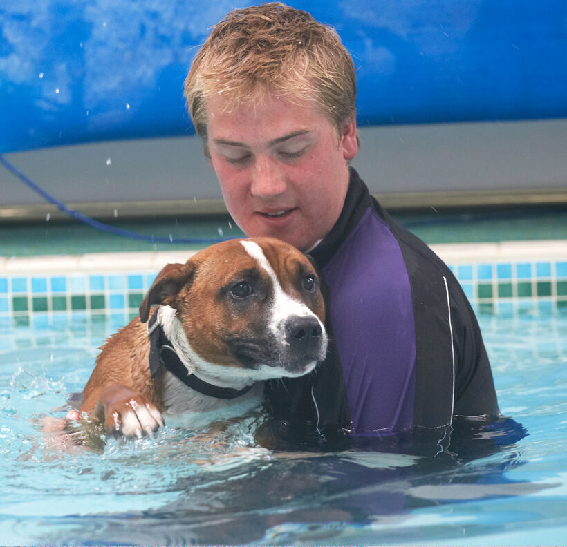 Animal, Animals, Ben, Canine, Canines, Dog, Dogs, Land Mammal, Land Mammals, Monty, Play, Playing, Playtime, Pool, Staffordshire Bull Terrier, Swimming, Terrestrial Mammal, Terrestrial Mammals