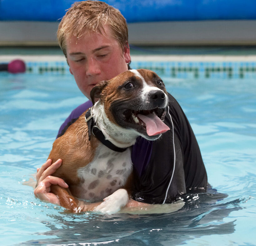 Animal, Animals, Ben, Canine, Canines, Dog, Dogs, Land Mammal, Land Mammals, Monty, Play, Playing, Playtime, Pool, Staffordshire Bull Terrier, Swimming, Terrestrial Mammal, Terrestrial Mammals, Tongue