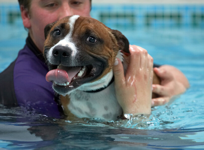 Animal, Animals, Ben, Canine, Canines, Dog, Dogs, Land Mammal, Land Mammals, Monty, Play, Playing, Playtime, Pool, Staffordshire Bull Terrier, Swimming, Terrestrial Mammal, Terrestrial Mammals, Tongue