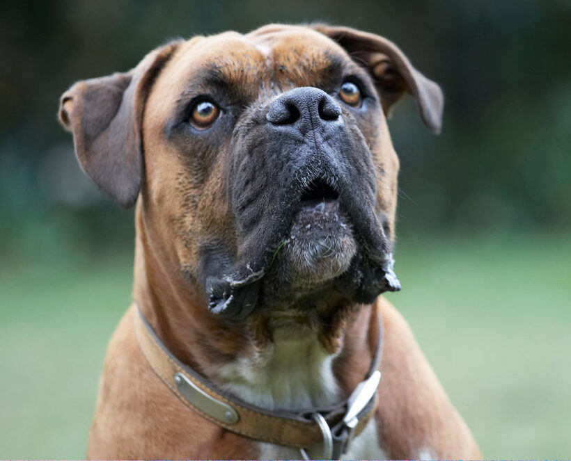 Animal, Animals, Boxer, Boxers, Canine, Canines, Dog, Dogs, Land Mammal, Land Mammals, Nog, Play, Playing, Playtime, Terrestrial Mammal, Terrestrial Mammals