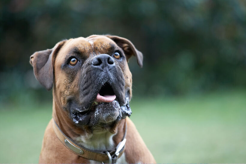 Animal, Animals, Boxer, Boxers, Canine, Canines, Dog, Dogs, Land Mammal, Land Mammals, Nog, Play, Playing, Playtime, Terrestrial Mammal, Terrestrial Mammals, Tongue