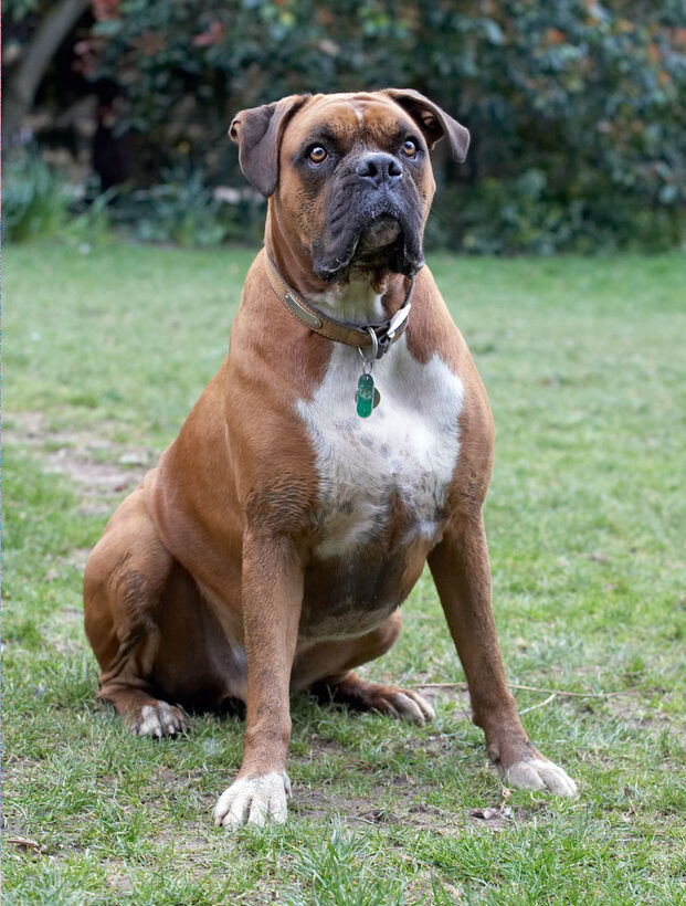 Animal, Animals, Boxer, Boxers, Canine, Canines, Dog, Dogs, Land Mammal, Land Mammals, Nog, Play, Playing, Playtime, Terrestrial Mammal, Terrestrial Mammals
