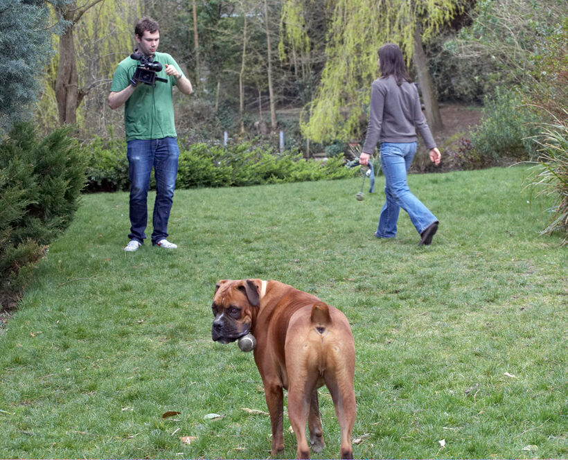 Canine, Land Mammals, Land Mammal, Henry Richards, Filming, Film, Emilia, Dogs, Dog, Canines, Animal, Animal Crackers, Animal Planet, Animals, Boxer, Boxers, Nog, Play, Playing, Playtime, Terrestrial Mammal, Terrestrial Mammals, TV