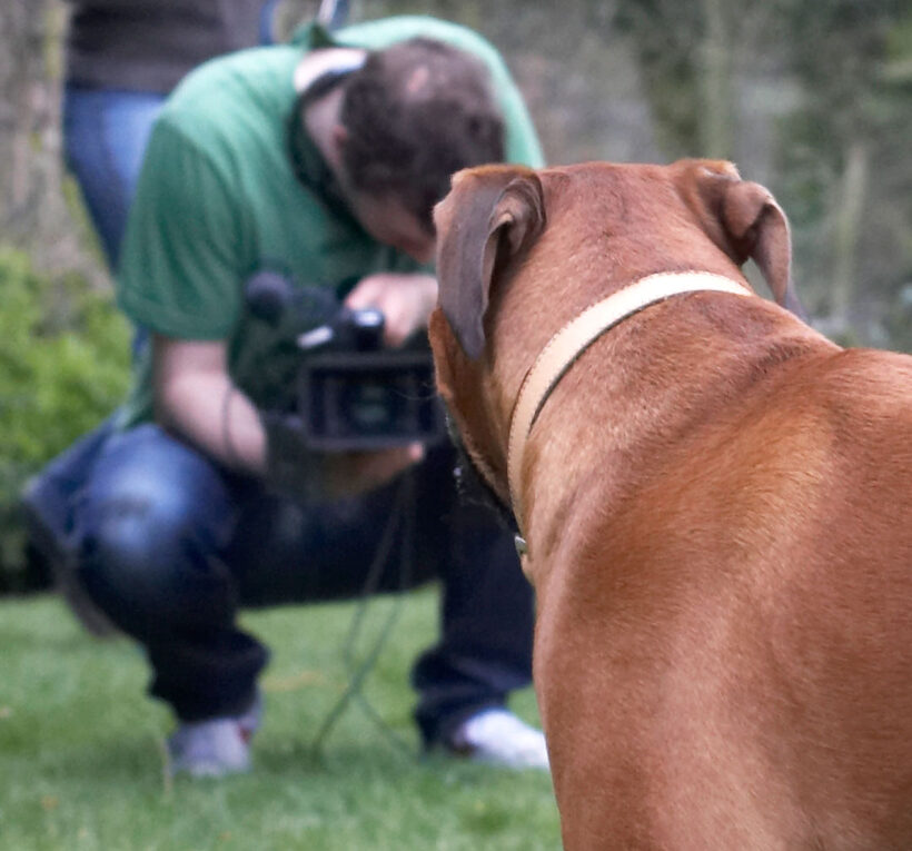 Boxers, Land Mammals, Land Mammal, Henry Richards, Filming, Film, Dogs, Dog, Canines, Canine, Animal, Animal Crackers, Animal Planet, Animals, Boxer, Nog, Play, Playing, Playtime, Terrestrial Mammal, Terrestrial Mammals, TV