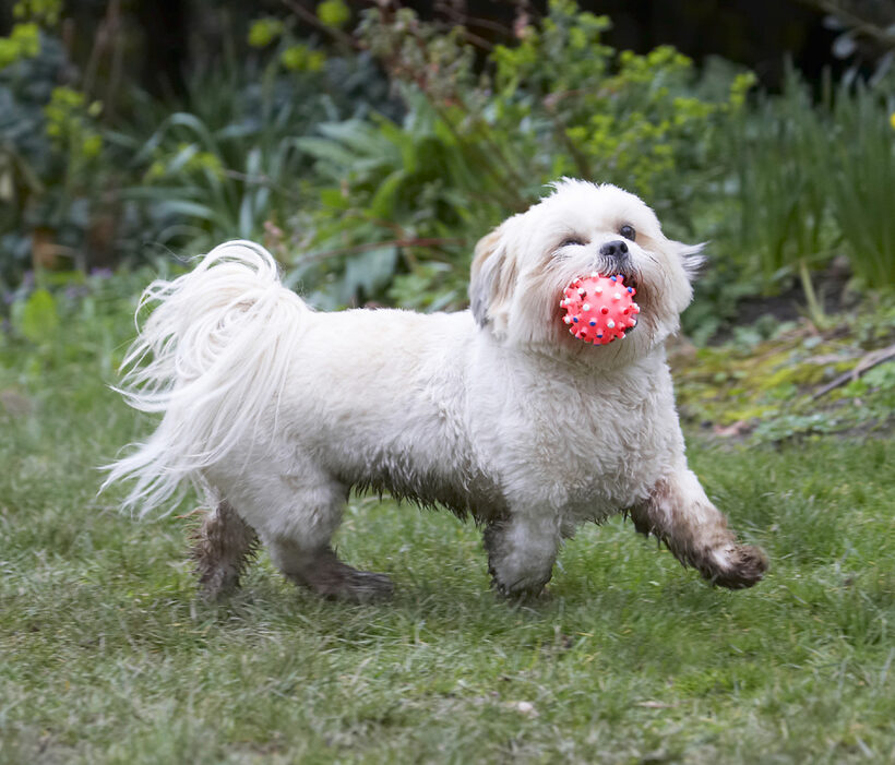 Animal, Animals, Apso, Ball, Canine, Canines, Cleo, Dog, Dogs, Land Mammal, Land Mammals, Lhasa, Milo, Play, Playing, Playtime, Terrestrial Mammal, Terrestrial Mammals