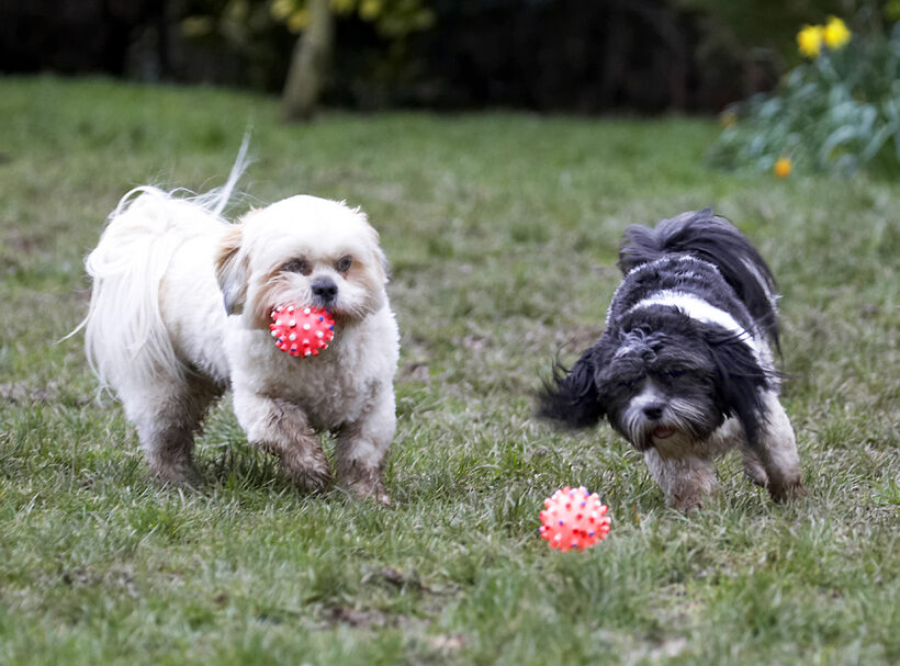 Animal, Animals, Apso, Ball, Canine, Canines, Cleo, Dog, Dogs, Land Mammal, Land Mammals, Lhasa, Milo, Play, Playing, Playtime, Terrestrial Mammal, Terrestrial Mammals