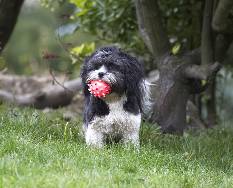 Animal, Animals, Apso, Ball, Canine, Canines, Cleo, Dog, Dogs, Land Mammal, Land Mammals, Lhasa, Milo, Play, Playing, Playtime, Terrestrial Mammal, Terrestrial Mammals