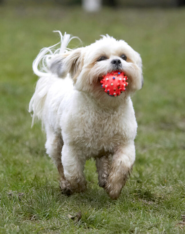 Animal, Animals, Apso, Ball, Canine, Canines, Cleo, Dog, Dogs, Land Mammal, Land Mammals, Lhasa, Milo, Play, Playing, Playtime, Terrestrial Mammal, Terrestrial Mammals