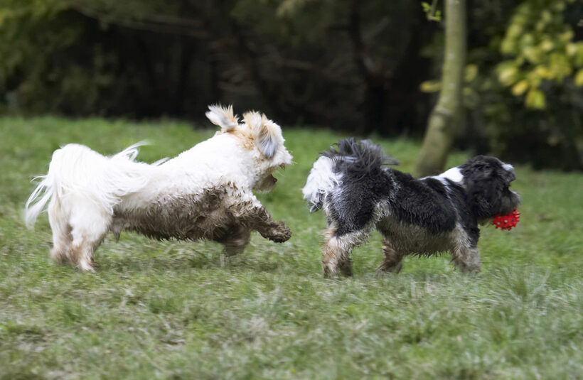 Animal, Animals, Apso, Ball, Best, Canine, Canines, Chase, Chasing, Cleo, Dog, Dogs, Friends, Land Mammal, Land Mammals, Lhasa, Milo, Play, Playing, Playtime, Terrestrial Mammal, Terrestrial Mammals