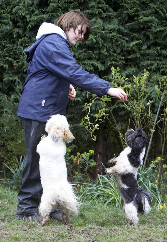 Animal, Animals, Apso, Best, Canine, Canines, Cleo, Dog, Dogs, Friends, Kate, Land Mammal, Land Mammals, Lhasa, Milo, Play, Playing, Playtime, Terrestrial Mammal, Terrestrial Mammals