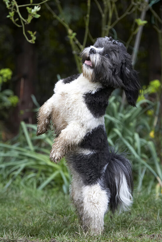 Animal, Animals, Apso, Canine, Canines, Cleo, Dance, Dancing, Dog, Dogs, Land Mammal, Land Mammals, Lhasa, Milo, Play, Playing, Playtime, Terrestrial Mammal, Terrestrial Mammals