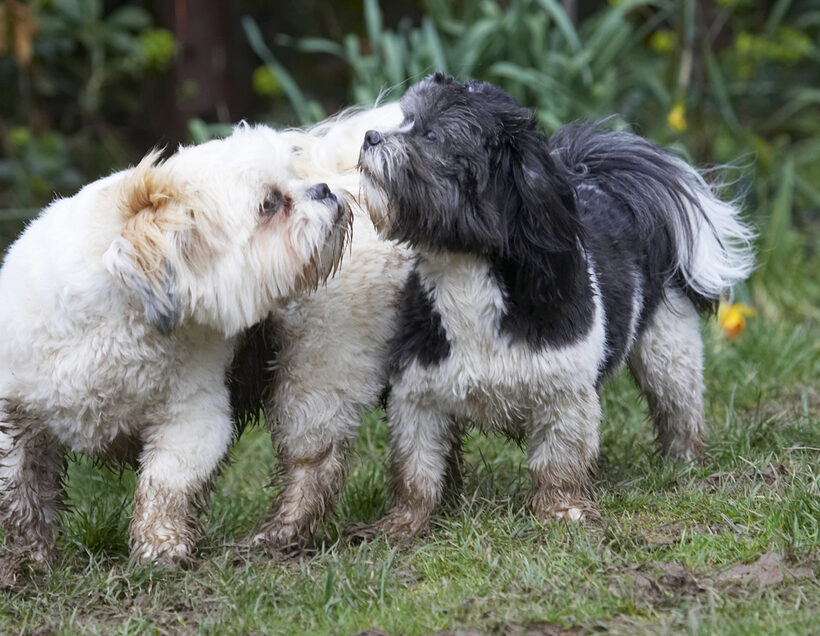 Animal, Animals, Apso, Best, Canine, Canines, Cleo, Dog, Dogs, Friends, Land Mammal, Land Mammals, Lhasa, Milo, Play, Playing, Playtime, Terrestrial Mammal, Terrestrial Mammals