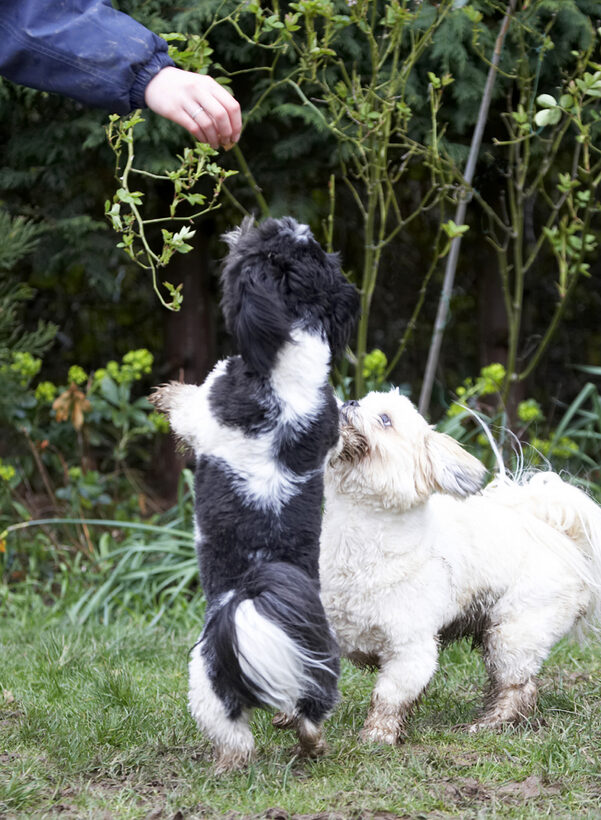 Animals, Apso, Best, Canine, Canines, Cleo, Dance, Dancing, Dog, Dogs, Friends, Land Mammal, Land Mammals, Lhasa, Milo, Play, Animal, Playtime, Terrestrial Mammal, Terrestrial Mammals, Playing