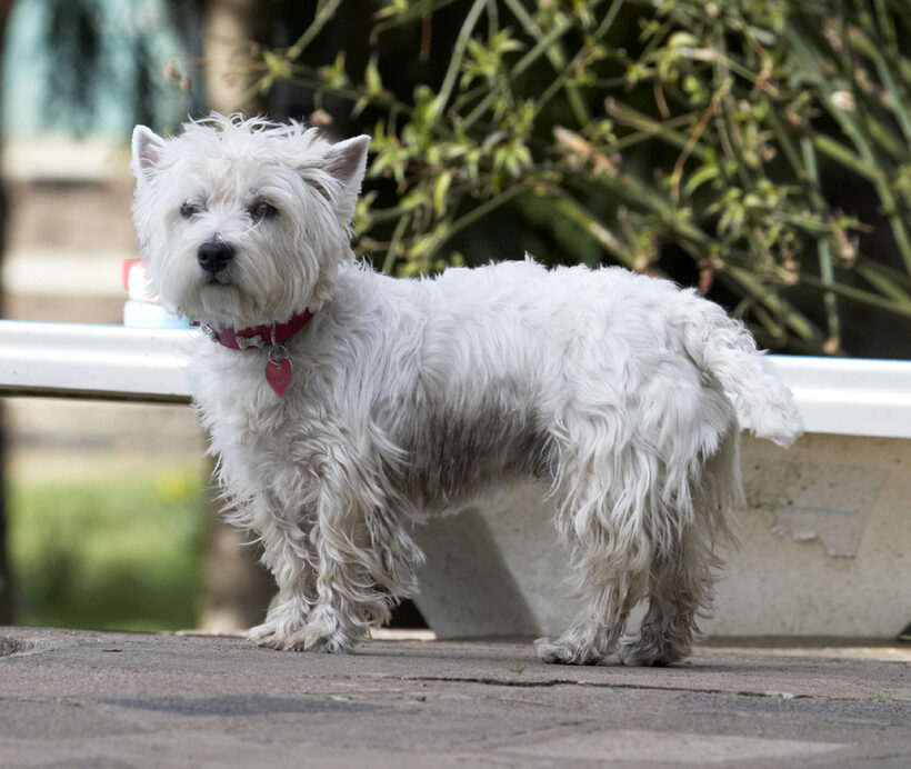 Animal, Animals, Canine, Canines, Dog, Dogs, Land Mammal, Land Mammals, Milly, Play, Playing, Playtime, Terrestrial Mammal, Terrestrial Mammals, Terrier, Terriers, West Highland