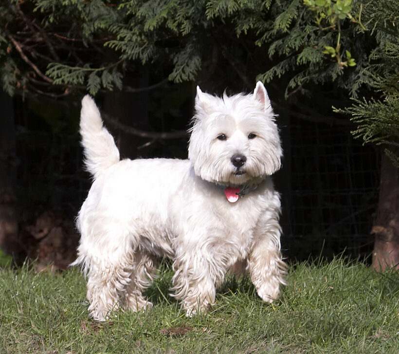 Animal, Animals, Canine, Canines, Dog, Dogs, Harvey, Land Mammal, Land Mammals, Milly, Play, Playing, Playtime, Terrestrial Mammal, Terrestrial Mammals, Terrier, Terriers, West Highland