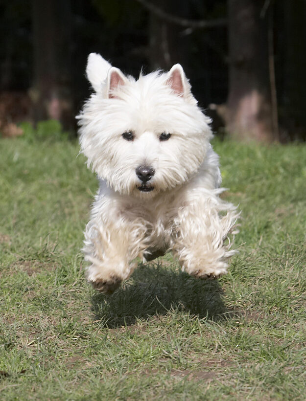 Animal, Animals, Canine, Canines, Dog, Dogs, Harvey, Land Mammal, Land Mammals, Milly, Play, Playing, Playtime, Terrestrial Mammal, Terrestrial Mammals, Terrier, Terriers, West Highland