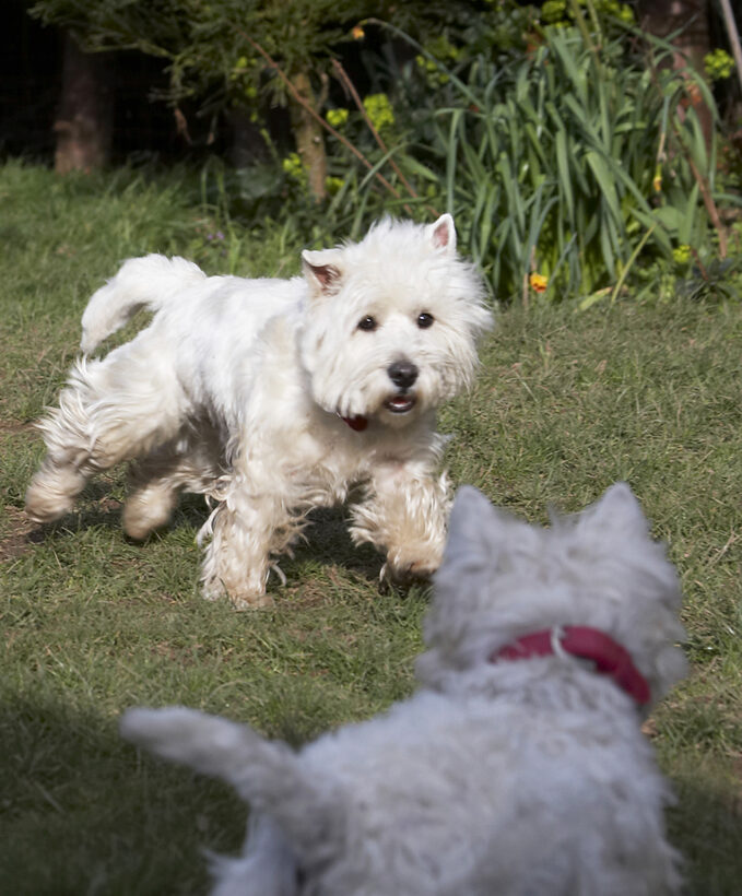 Animal, Animals, Canine, Canines, Dog, Dogs, Harvey, Land Mammal, Land Mammals, Milly, Play, Playing, Playtime, Terrestrial Mammal, Terrestrial Mammals, Terrier, Terriers, West Highland