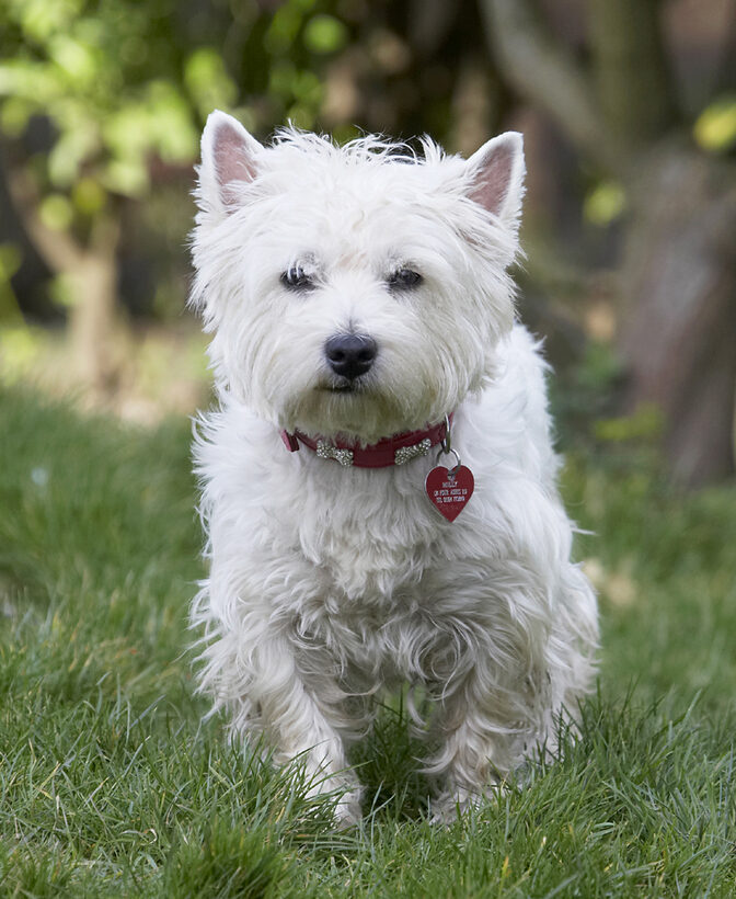 Animal, Animals, Canine, Canines, Dog, Dogs, Harvey, Land Mammal, Land Mammals, Milly, Play, Playing, Playtime, Terrestrial Mammal, Terrestrial Mammals, Terrier, Terriers, West Highland