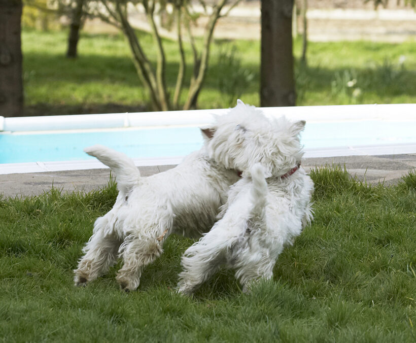 Land Mammal, Land Mammals, Milly, Play, Playing, Playtime, Terrestrial Mammal, Terrestrial Mammals, Terrier, Terriers, West Highland, Animal, Animals, Best, Canine, Canines, Dog, Dogs, Friends, Harvey
