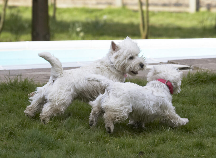 Land Mammal, Land Mammals, Milly, Play, Playing, Playtime, Terrestrial Mammal, Terrestrial Mammals, Terrier, Terriers, West Highland, Animal, Animals, Best, Canine, Canines, Dog, Dogs, Friends, Harvey