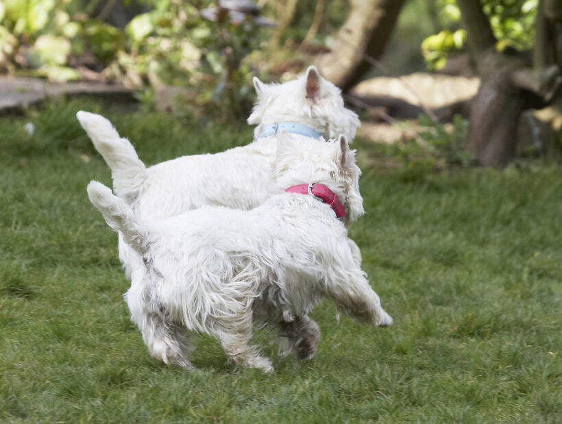 Animal, Animals, Canine, Canines, Dog, Dogs, Harvey, Land Mammal, Land Mammals, Milly, Play, Playing, Playtime, Terrestrial Mammal, Terrestrial Mammals, Terrier, Terriers, West Highland