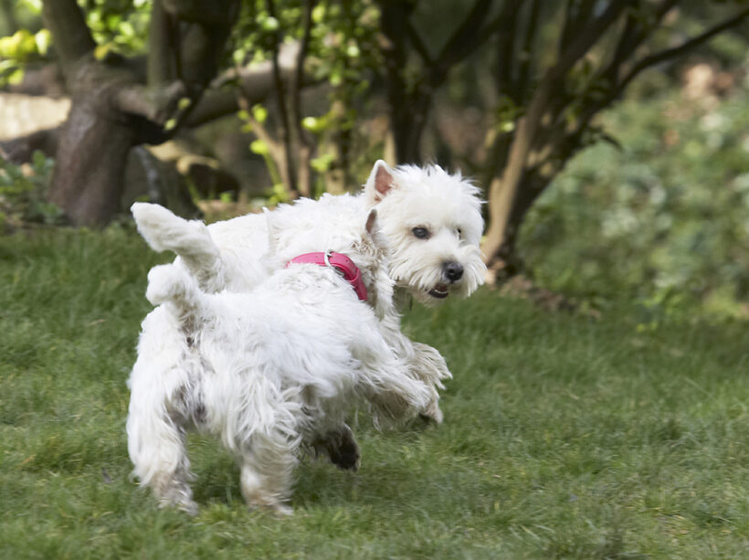 Animal, Animals, Canine, Canines, Dog, Dogs, Harvey, Land Mammal, Land Mammals, Milly, Play, Playing, Playtime, Terrestrial Mammal, Terrestrial Mammals, Terrier, Terriers, West Highland