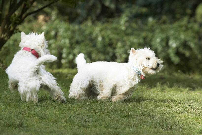 Animal, Animals, Canine, Canines, Dog, Dogs, Harvey, Land Mammal, Land Mammals, Milly, Play, Playing, Playtime, Terrestrial Mammal, Terrestrial Mammals, Terrier, Terriers, West Highland