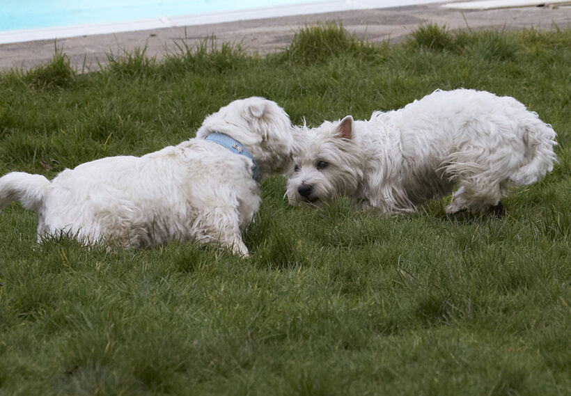 Animal, Animals, Canine, Canines, Dog, Dogs, Harvey, Land Mammal, Land Mammals, Milly, Play, Playing, Playtime, Terrestrial Mammal, Terrestrial Mammals, Terrier, Terriers, West Highland