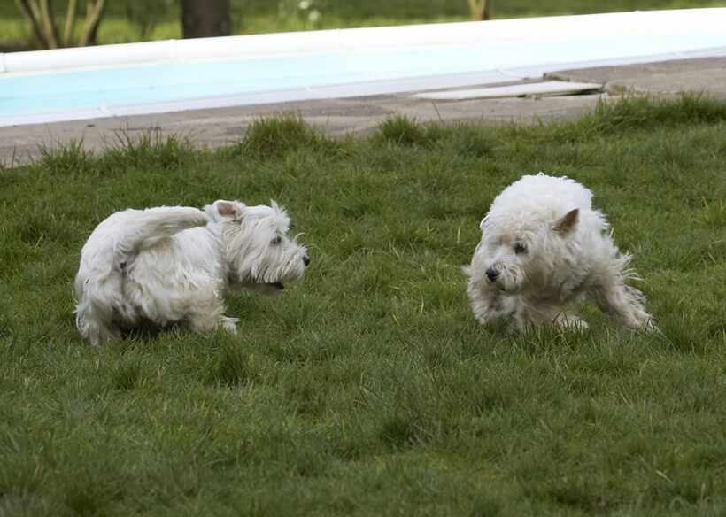 Animal, Animals, Canine, Canines, Dog, Dogs, Harvey, Land Mammal, Land Mammals, Milly, Play, Playing, Playtime, Terrestrial Mammal, Terrestrial Mammals, Terrier, Terriers, West Highland