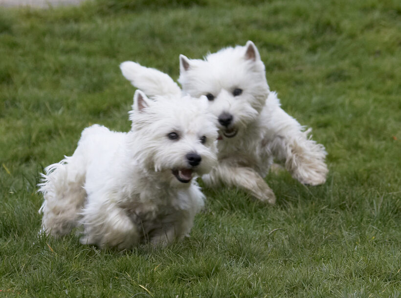 Animal, Animals, Canine, Canines, Dog, Dogs, Harvey, Land Mammal, Land Mammals, Milly, Play, Playing, Playtime, Terrestrial Mammal, Terrestrial Mammals, Terrier, Terriers, West Highland