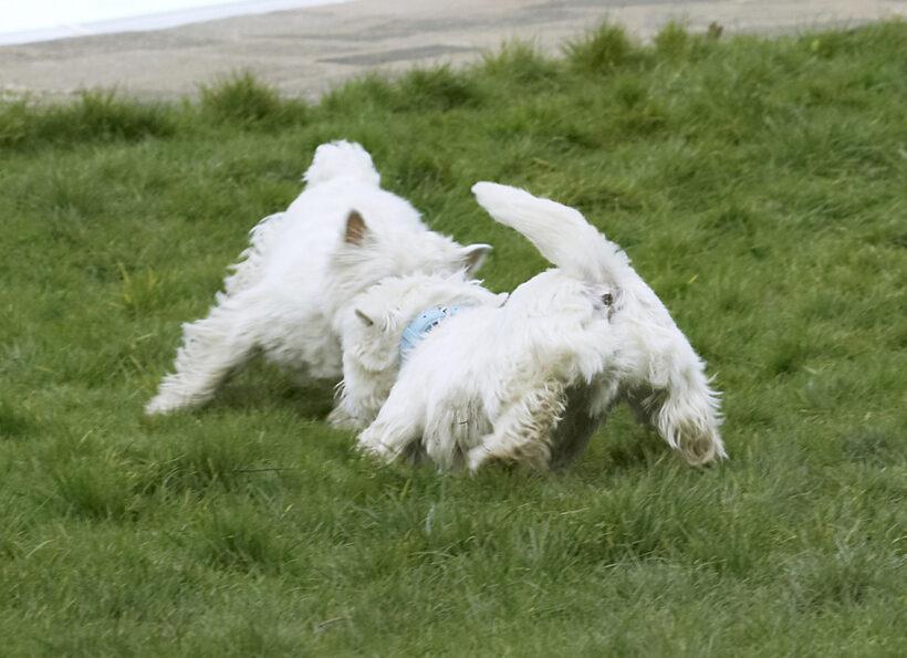 Animal, Animals, Canine, Canines, Dog, Dogs, Harvey, Land Mammal, Land Mammals, Milly, Play, Playing, Playtime, Terrestrial Mammal, Terrestrial Mammals, Terrier, Terriers, West Highland