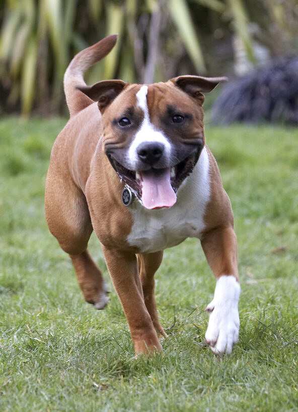 Animal, Animals, Canine, Canines, Dog, Dogs, Land Mammal, Land Mammals, Monty, Play, Playing, Playtime, Staffordshire Bull, Terrestrial Mammal, Terrestrial Mammals, Terrier, Terriers, Tongue