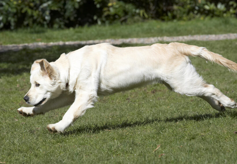 Animal, Animals, Canine, Canines, Dog, Dogs, Golden Retriever, Hermes, Land Mammal, Land Mammals, Play, Playing, Playtime, Terrestrial Mammal, Terrestrial Mammals
