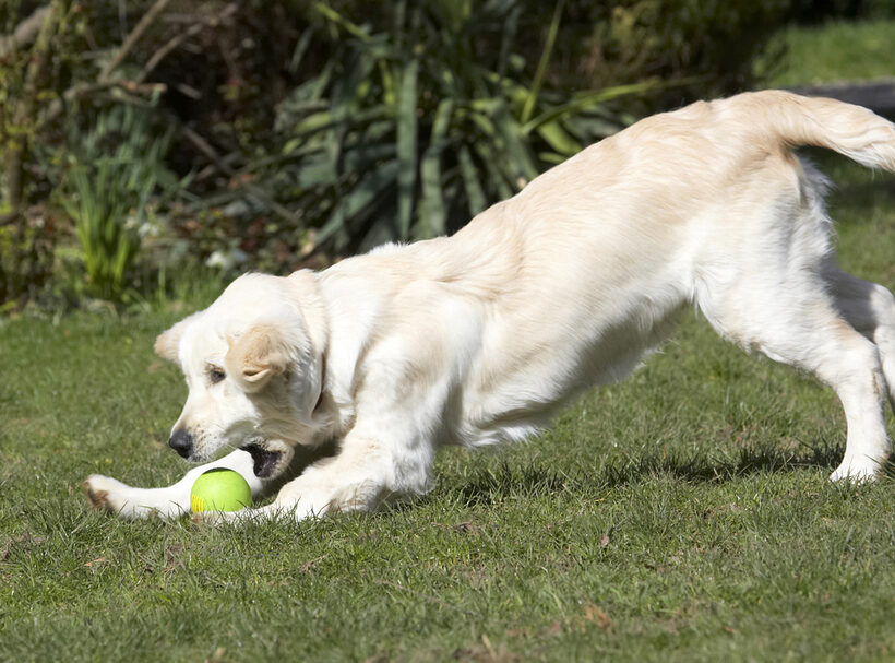 Animal, Animals, Ball, Canine, Canines, Dog, Dogs, Golden Retriever, Hermes, Land Mammal, Land Mammals, Play, Playing, Playtime, Terrestrial Mammal, Terrestrial Mammals