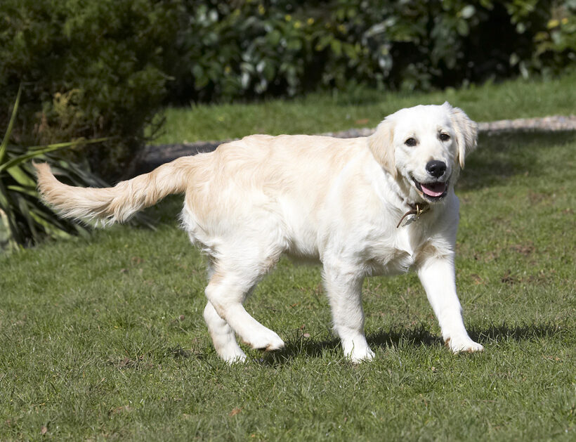 Animal, Animals, Canine, Canines, Dog, Dogs, Golden Retriever, Hermes, Land Mammal, Land Mammals, Play, Playing, Playtime, Smile, Smiling, Terrestrial Mammal, Terrestrial Mammals, Tongue