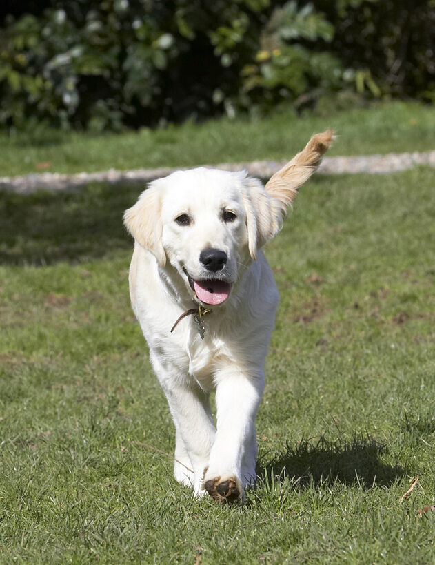 Animal, Animals, Canine, Canines, Dog, Dogs, Golden Retriever, Hermes, Land Mammal, Land Mammals, Play, Playing, Playtime, Terrestrial Mammal, Terrestrial Mammals