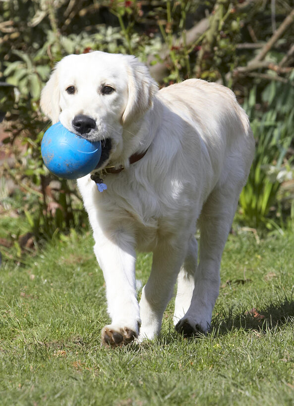Animal, Animals, Ball, Canine, Canines, Dog, Dogs, Golden Retriever, Hermes, Land Mammal, Land Mammals, Play, Playing, Playtime, Terrestrial Mammal, Terrestrial Mammals