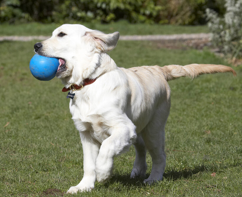 Animal, Animals, Ball, Canine, Canines, Dog, Dogs, Golden Retriever, Hermes, Land Mammal, Land Mammals, Play, Playing, Playtime, Terrestrial Mammal, Terrestrial Mammals
