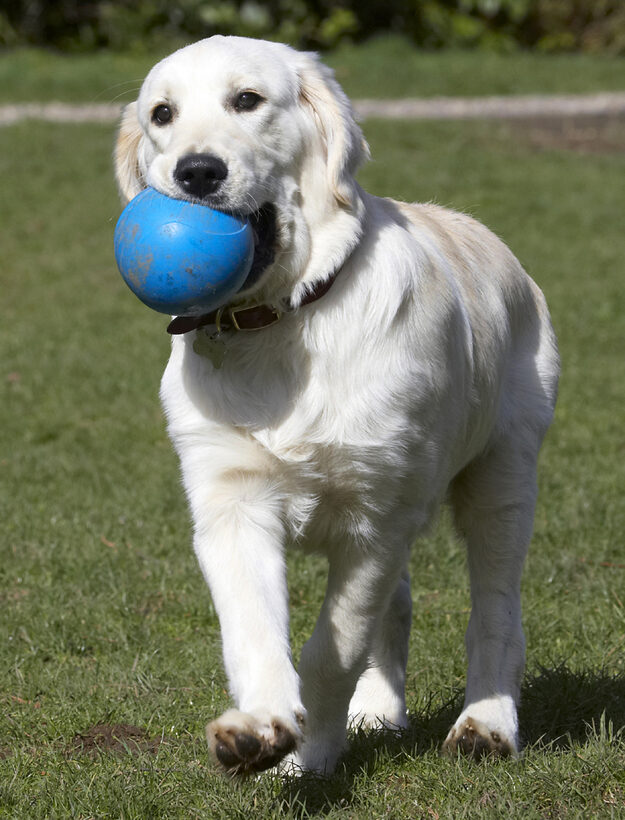 Animal, Animals, Ball, Canine, Canines, Dog, Dogs, Golden Retriever, Hermes, Land Mammal, Land Mammals, Play, Playing, Playtime, Terrestrial Mammal, Terrestrial Mammals