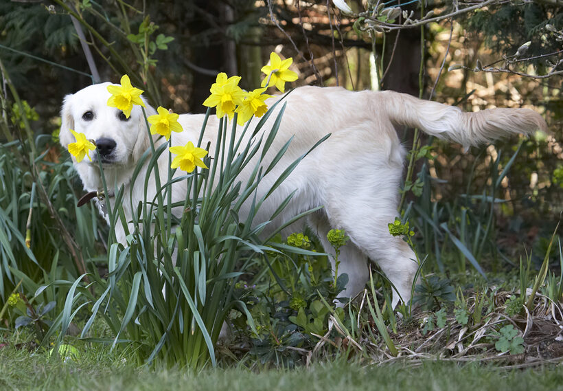 Animal, Animals, Canine, Canines, Daffodils, Dog, Dogs, Flower, Flowers, Golden Retriever, Hermes, Land Mammal, Land Mammals, Play, Playing, Playtime, Terrestrial Mammal, Terrestrial Mammals