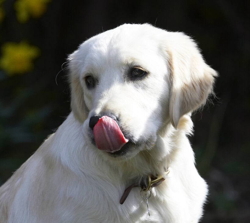 Animal, Animals, Butter, Canine, Canines, Dog, Dogs, Golden Retriever, Hermes, Land Mammal, Land Mammals, Peanut, Play, Playing, Playtime, Terrestrial Mammal, Terrestrial Mammals, Tongue